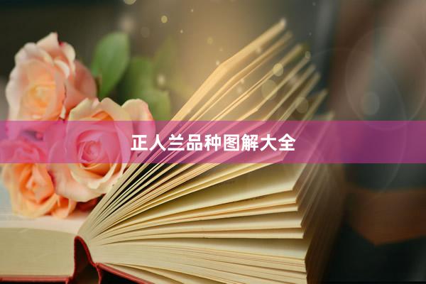 正人兰品种图解大全
